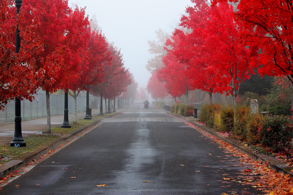 A beautiful fall in Corvallis, Oregon, home to the Oregon State University