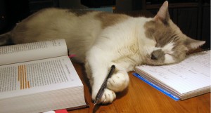 Cat sleeping on top of a college student's notes and textbooks.