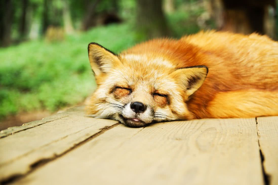 Take quick naps like this fox