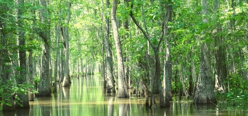 A bayou surrounded by green trees.