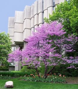 Northwestern University - Best Medium-sized Colleges