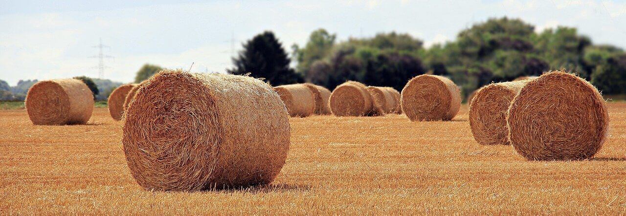Hay bales on a field.