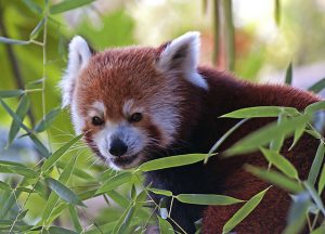 Red Panda eating Bamboo Shoots