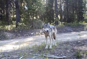 Gray wolf in the woods.