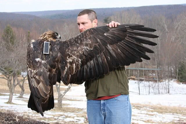 A zoologist is spreading and checking the eagle's wing.