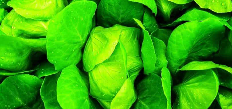 A close-up of lettuce leaves.