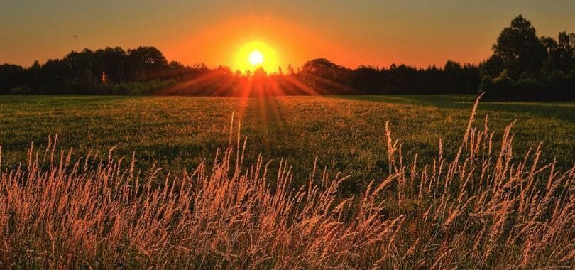 A sunrise over an open grassy field, with wheat in the forefront.